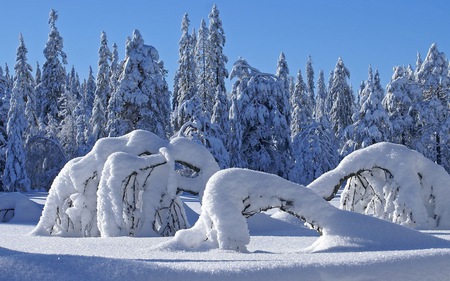 Gymnastics - beauty, ice, sky, landscape, trees, popular, winter, sesons, nature, white, forest, cold, blue, snow, beautiful, frozen