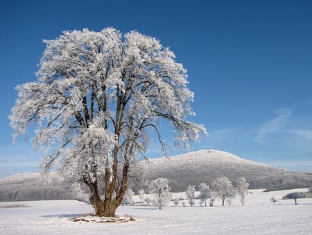 Frozen winter - blue, snow, sky, clouds, trees, winter, beautiful landscape, sesons, beauty, tree, popular, ice, frozen, white, nature, cold, background, mountains