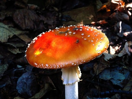 mushroom - forest, orange, nature, mushroom