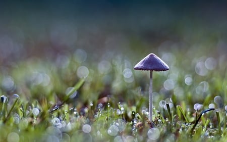 mushroom - grass, forest, nature, mushroom