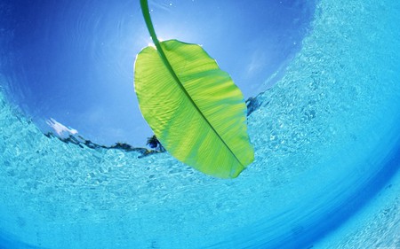 leaf - ocean, leaf, blue, green