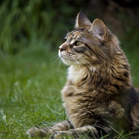 PRETTY KITTY