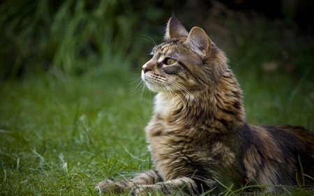 PRETTY KITTY - sitting, pretty, fluffy, cat, kitty, feline, field, adoarble