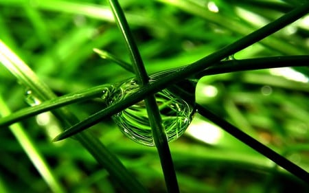 nature - drop, nature, green, grass, forest