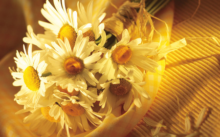 daisy - white, bouquet, daisy, beautiful