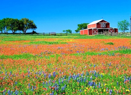 Wild Flowers - picture, flowers, beautiful, wild