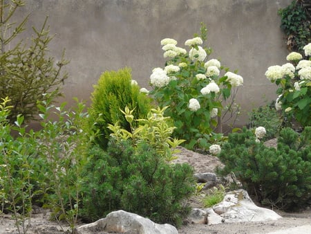 Dark Plant Group - garden, plants, landscape, flowers, hydrangea