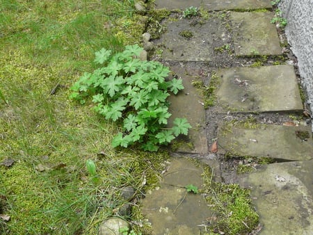 Geranium in a Garden - plants, landscape, geranium, garden