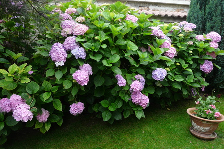 Hydrangea - hydrangea, garden, landscape design, plants