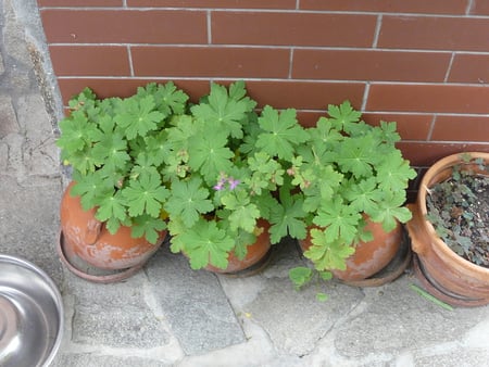 Geranium 02 - garden, flower, pots, geranium