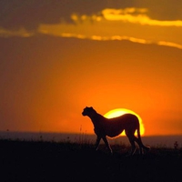 Cheetah-at-Sunset