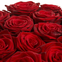 Amazing red roses