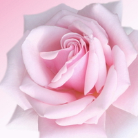 Pink rose