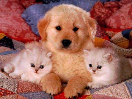 Puppy with Kittens