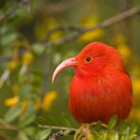 Red Bird