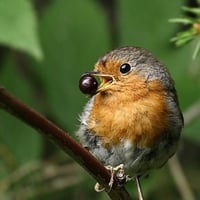 Cute Bird