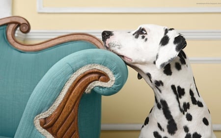 quiet moment - sofa, dog, dalmatian, turquoise, wall