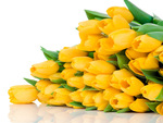 Yellow tulips