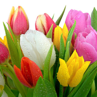 Colourful tulips