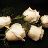 White roses