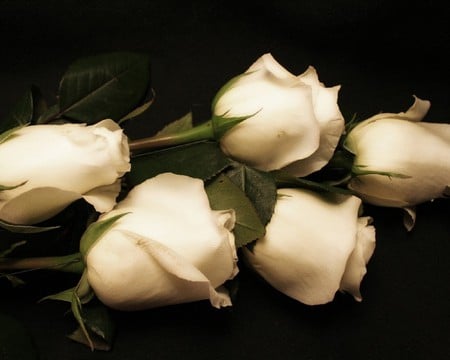 White roses - flowers, white, roses, beauty