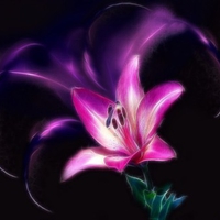 PURPLE LILY ON BLACK