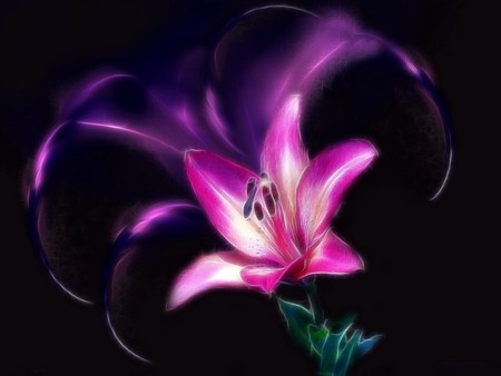 PURPLE LILY ON BLACK - black, background, purple, lily