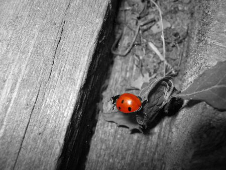 lady bug - cute, little, lady, red