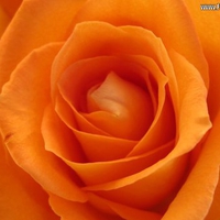 flowers-orange