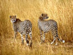 cheetahs