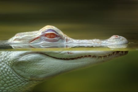 Red eyes - red, green, lake, amphibian, crocodile