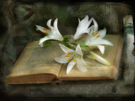 still life - book, beautiful, photography, letters, photo, cool, flower, still life, bouquet, harmony, flowers, white, old, nice