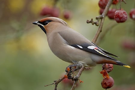 sweet bird - beautiful, cute, spring, colourful, sweet