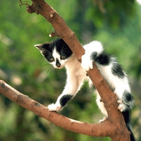 kitty climbing
