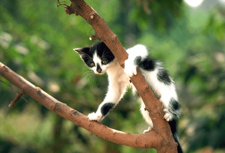 kitty climbing