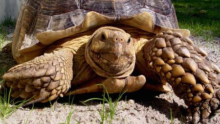 Tortoise - a, animal, tortoise