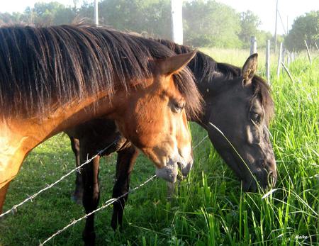 Horses. - black, horses, summer, brown