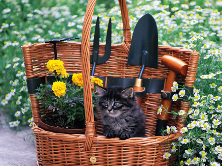 Cat with garden tools - tool, animal, kitten, pet, cat, feline, basket