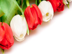 White and red tulips