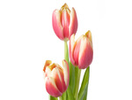 Three tulips