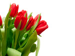 Red tulips on white background