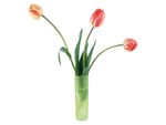 Tulips in vase