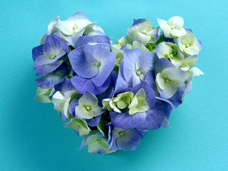 Flower heart - flower, bouquet, nature, petal, blue