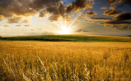 Golden field - cloud, sky, path, landscape, field, sunset, nature