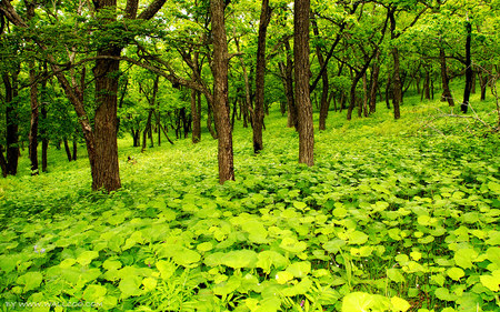 Green grass - forests, trees, wallpaper, nature, forest, green, tree, grass, new