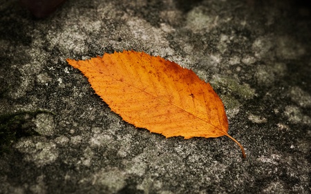 Fallen Leaf - abstract, beautiful, photography, leaf, fallen