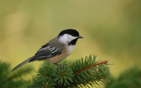 Chickadee Perch - beautiful, chickadee perch, animals, black-capped chickadee, chickadee, birds