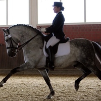 Dappled Grey Andalusian
