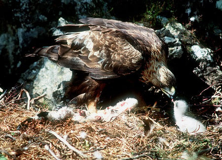 Eagle Feeding His Chicken - white, brown, chicken, feathers, feeding, eagle, food