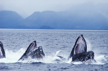 Taking a Breath - water, open mouth, emerging, breathing, mountains, whales